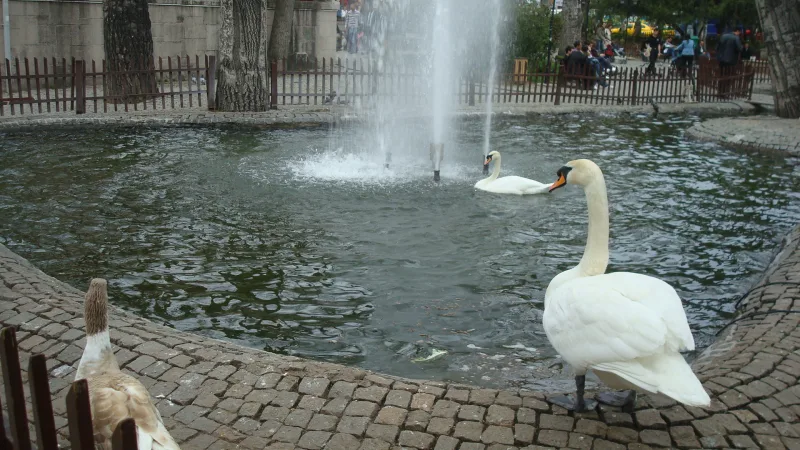 El parque Kuğulu: cisnes en el centro de Ankara