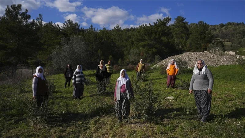 Las mujeres de la península revitalizaron su patrimonio natural, el lentisco