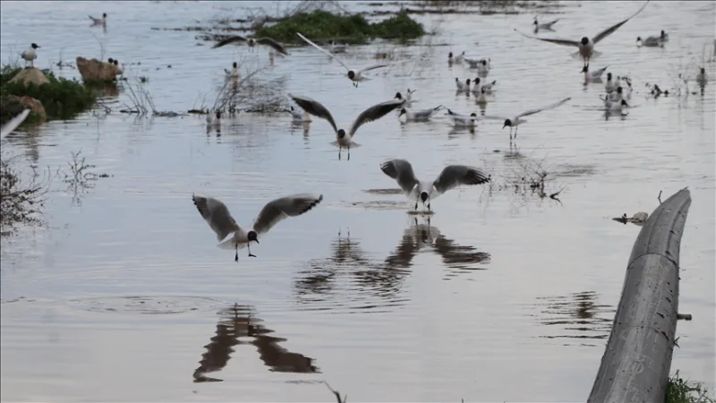 El aumento del doble en el nivel de llenado de la presa de Çekerek Sürayyabey ha alegrado a los agricultores y pescadores