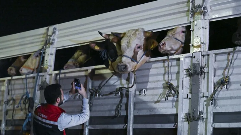 Les arrivées d'animaux destinés à l'Aïd ont commencé à Istanbul